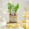 Buy Festive Fortune