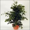 Ficus Online