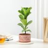 Fiddle Leaf Fig In Desert Lines Pot Online
