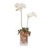 Floral arrangement with white orchid Online