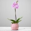 FLORIST CHOICE SINGLE PLANT Online