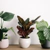 Florist Potted Plant Online