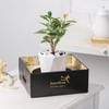 Shop Fortune Unfurling