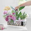 Buy Garden of New Beginnings