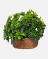 Gardenia basket Online