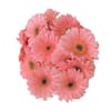 Gerbera Bunch - Pink Online