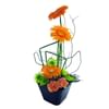 Gerbera Glee Online