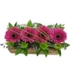 Gerberas in Box Online