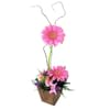 Glam Gerberas Online