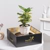 Shop Golden Canopy