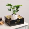 Shop Growing Grace