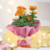 Gift Gulab Glory
