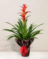 Guzmania Online