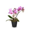 Indoor plant Pink Dream orchid Online