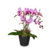 Indoor plant Pink Dream orchid Online
