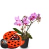 Indoor plant 'Pink Dream' orchid with Munz chocolate ladybir Online