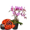 Indoor plant 'Pink Dream' orchid with Munz chocolate ladybir Online