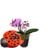 Indoor plant 'Pink Dream' orchid with Munz chocolate ladybir Online