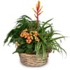 Indoor plant pot 'Symphony of plants' Online