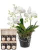 Indoor plant 'White Dream' orchid with Bee-Family honey gift Online