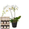 Indoor plant 'White Dream' orchid with Bee-Family honey gift Online