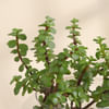 Buy Jade Plant in Round Glass Vase
