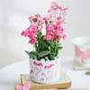 Kalanchoe Beauty Online