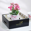 Buy Kalanchoe Knots