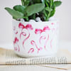 Shop Kalanchoe Knots