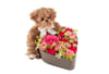 Loveheart and Teddy 250338 Online