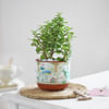 Lucky Jade Plant Online