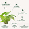 Shop Lucky Money Plant and Treats Mother's Day Hamper