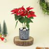 Gift Merry Red Poinsettia with Planter