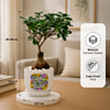 Shop Microcarpa Bonsai Plant with Plate