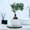 Microcarpa Bonsai With White Planter And Plate Microcarpa Bonsai With White Planter And Plate