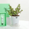 Buy Minty Fresh Body Care And Jade Plant Combo For Men