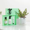 Minty Fresh Body Care And Jade Plant Combo For Men Online