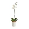 Moth Orchid Online