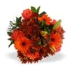 Orange Bunch MED Online