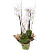 Orchid Plant Online