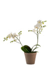 Orchid White 242678