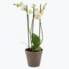 Orchid White two branch 242641