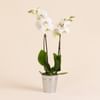 Orchidee Candide - Orchid Online