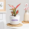Ortho Aglaonema Pink Beauty Plant with Ceramic Planter Online