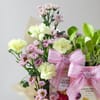 Buy Pastel Perfect Rakhi Hamper