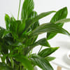 Shop Peace Lily In A Minimalist White Planter