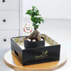 Buy Peaceful Mother's Day Bonsai Plant