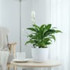 Gift Peacelily Plant With White Planter And Plate