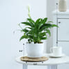 Buy Peacelily Plant With White Planter And Plate