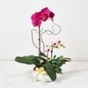 Phalaenopsis Online